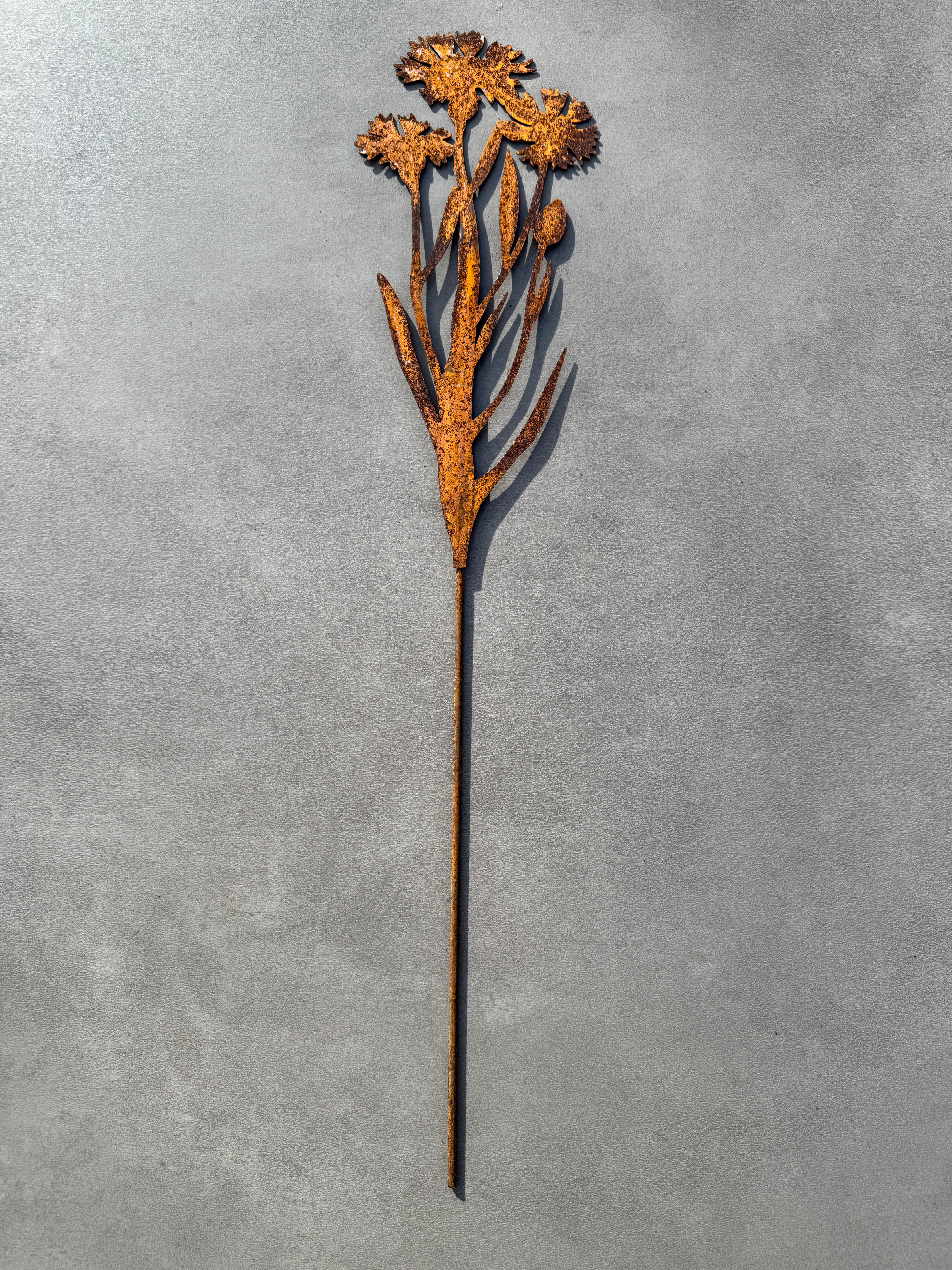 Fleurs bleuet