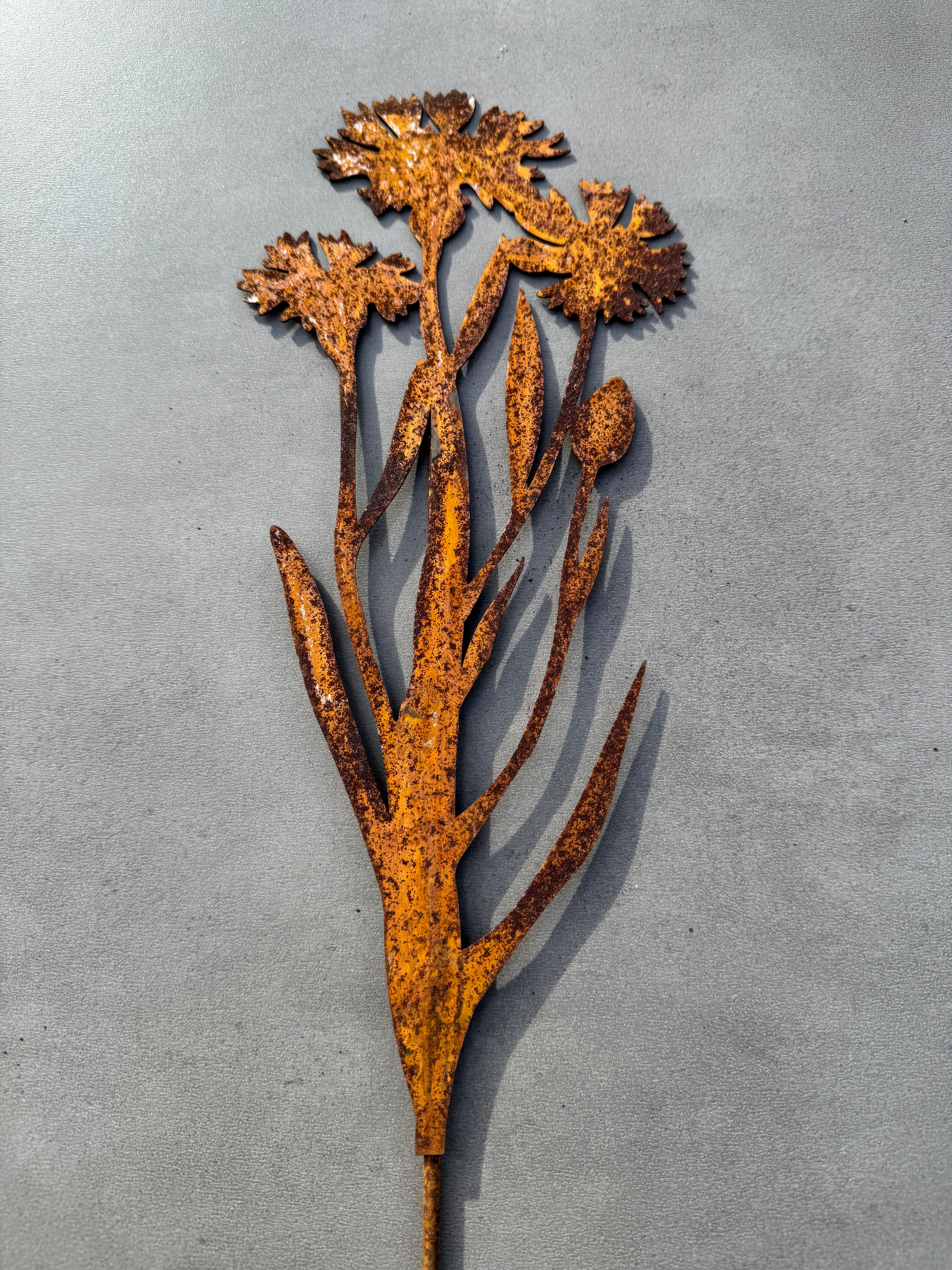 Fleurs bleuet